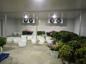 Flower Storage Cold Rooms
