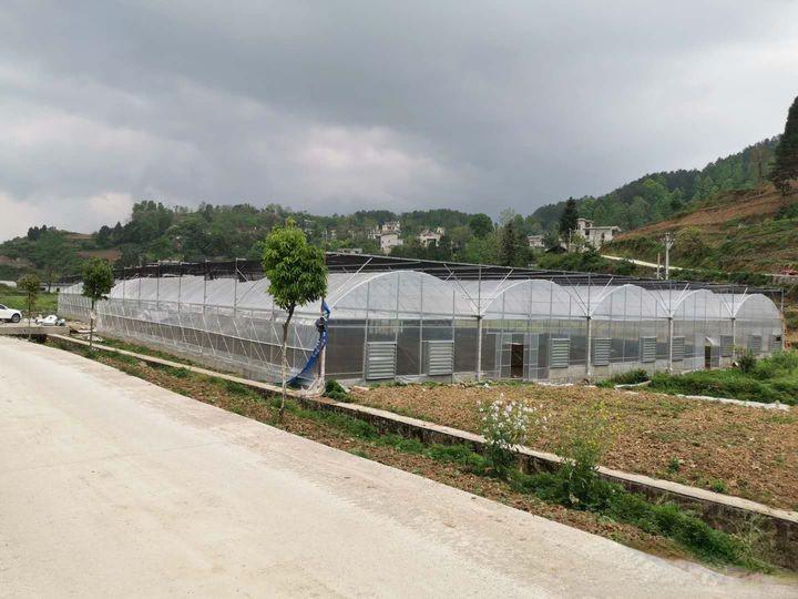 What are the five advantages of modern film greenhouse and common cash crops?