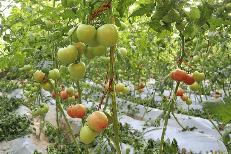 Wrong season tomato harvest season helps farmers increase “rich fruit”