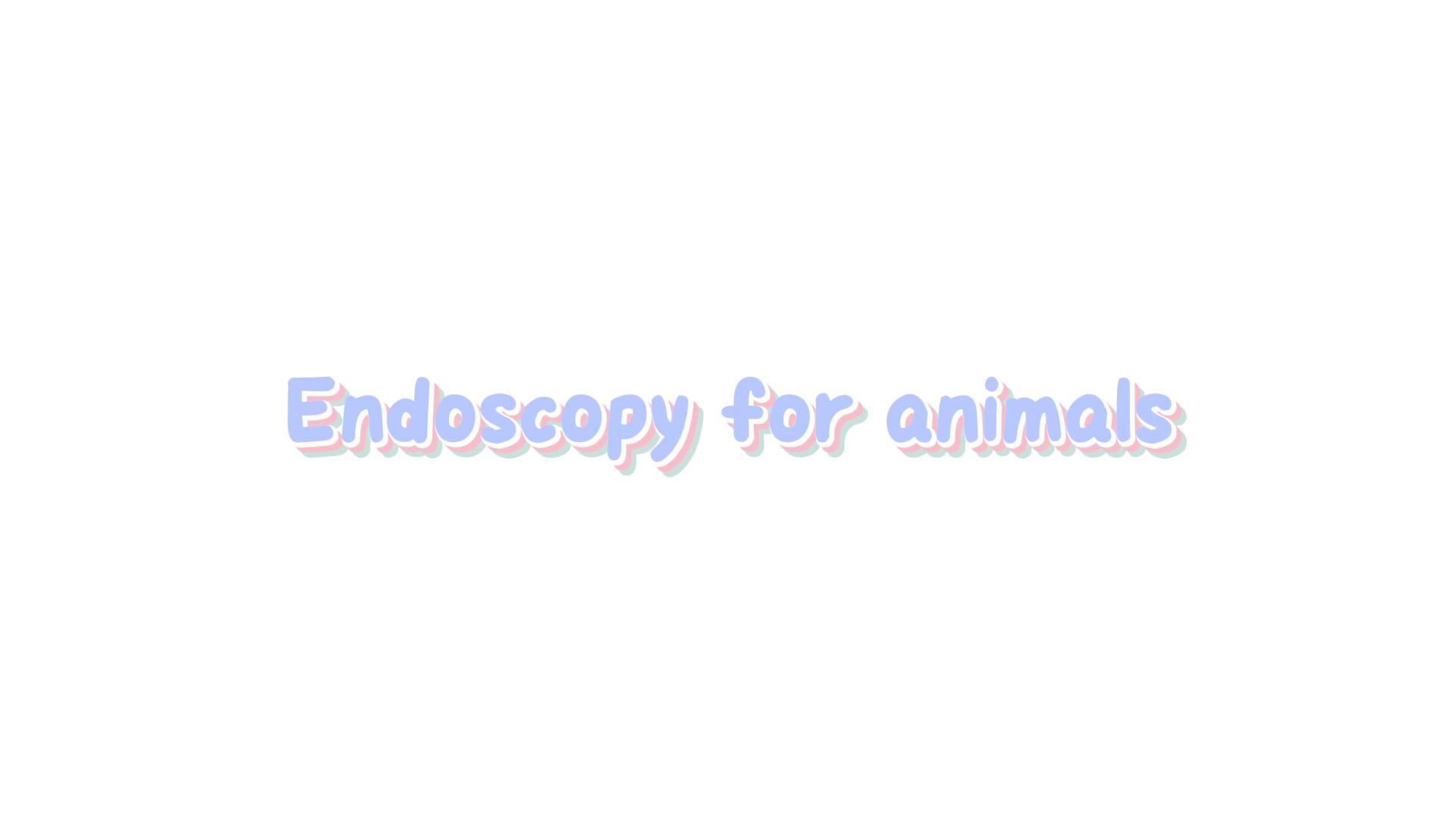 Endoskoopia loomadele: oluline diagnostikavahend