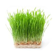Pšenična trava-2