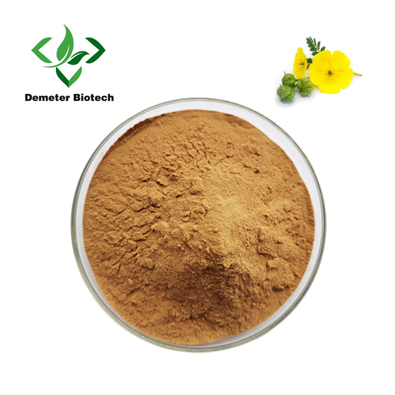 Wholesale Natural Tribulus Terrestris Extract Powder 90% Saponins