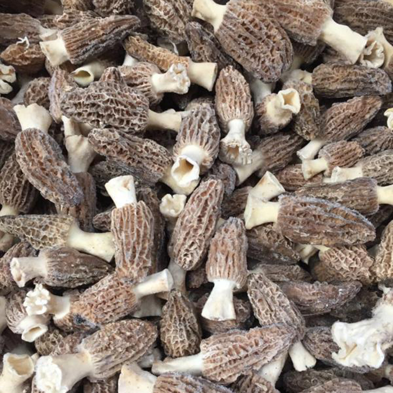 Detan Market Prices of Frozen Black Morel Mushroom for Buyers