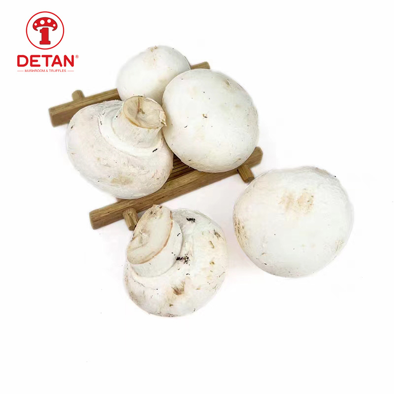 Harga jamur kancing putih ekspor china