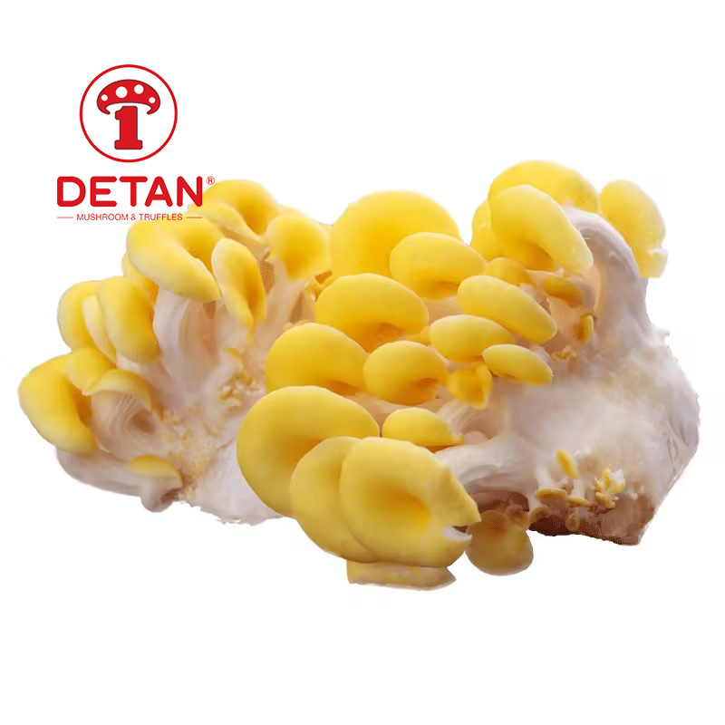 DETAN export high qualuty fresh yellow oyster mushrooms