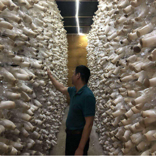 Produción de bolsas de sementes de cogomelos ostra Detan King