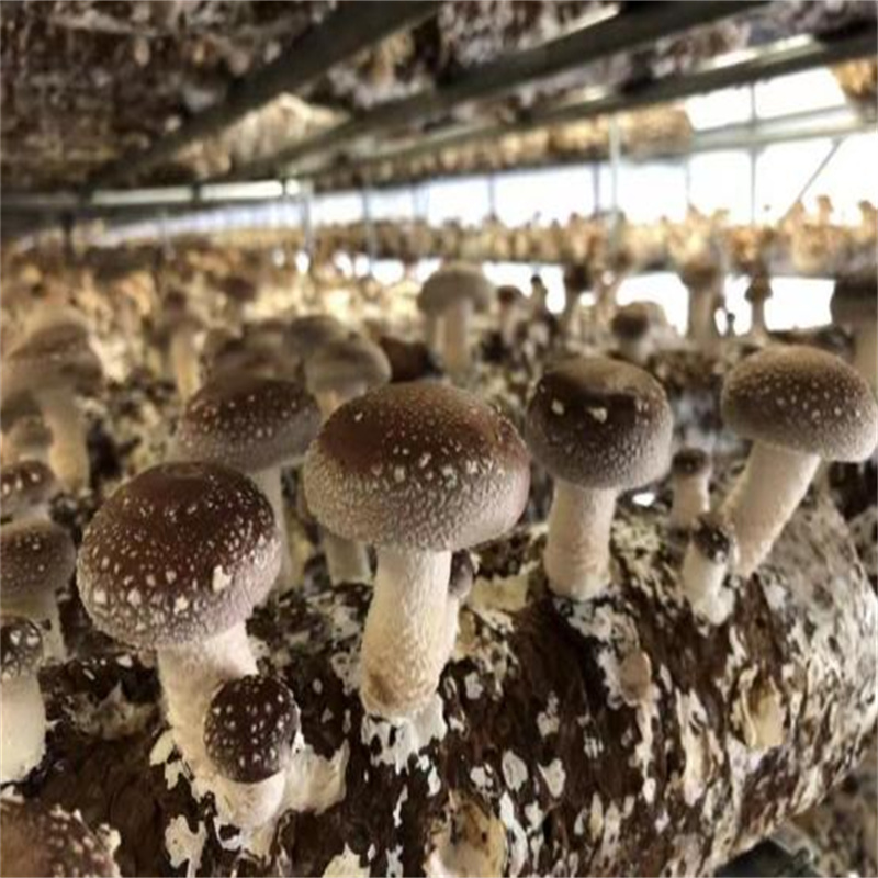 Detan Shiitake Mushroom Logs/Mushroom Mycelium