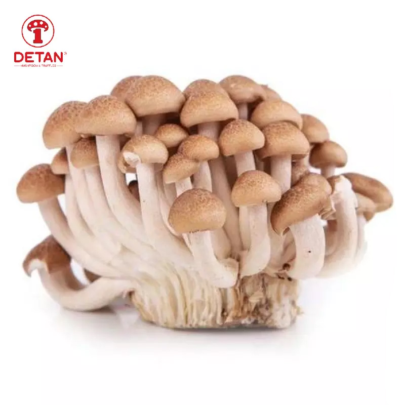 Factory supply high quality fast delivery natural fresh brown shimeji mushroom