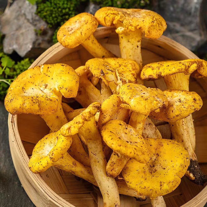 Beneficiile pentru sănătate ale ciupercilor Chanterelle