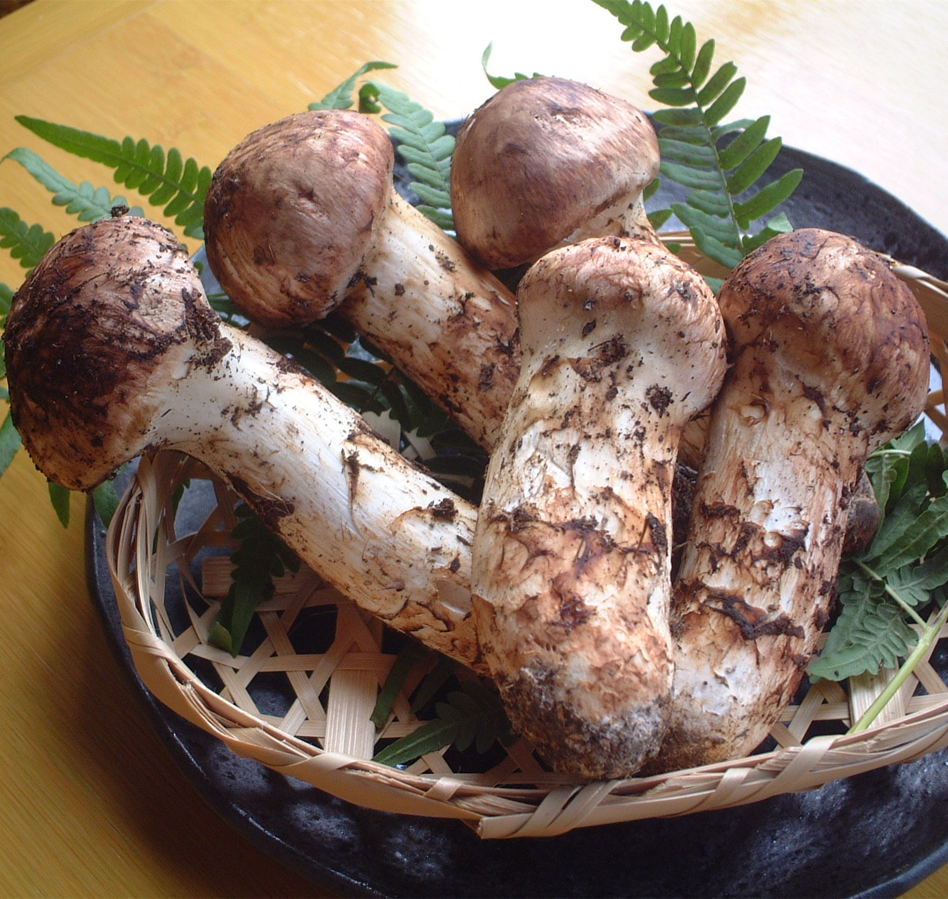 Why Are Matsutake Mushrooms So Expensive?