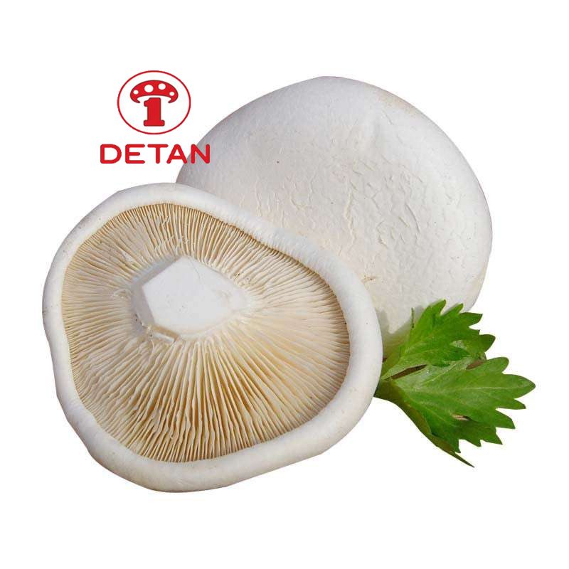 fresh bailing mushroom detan wholesale fresh wild white elf mushroom Featured Image