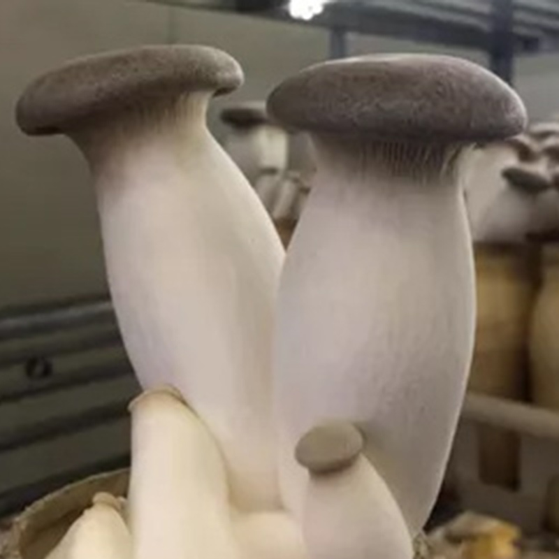 Detan Fresh King Oyster Mushroom Export