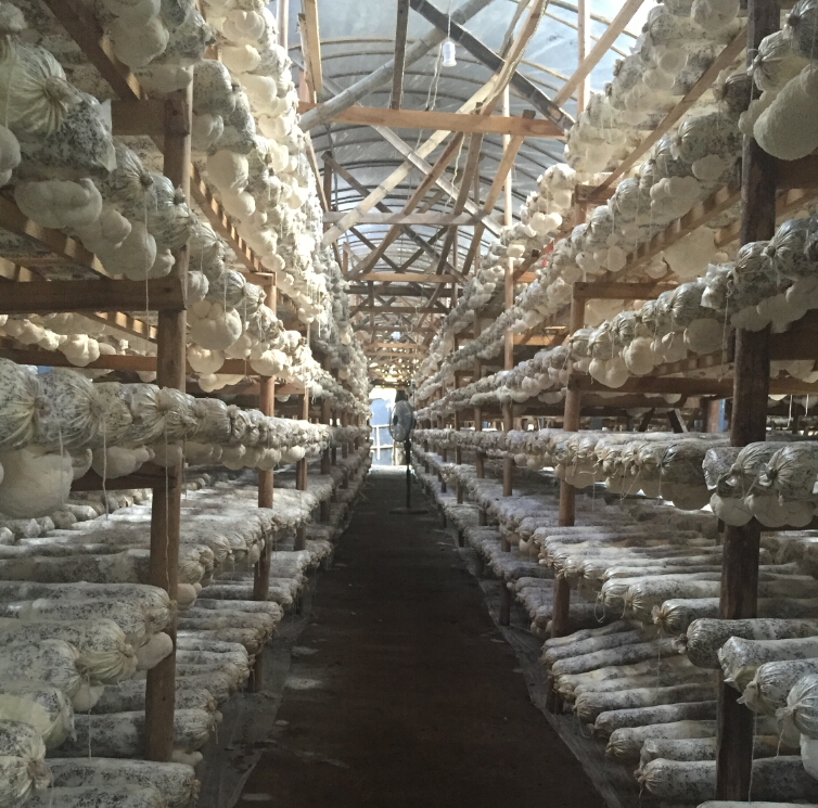china export high quality origin dried/frresh lions mane mushroom