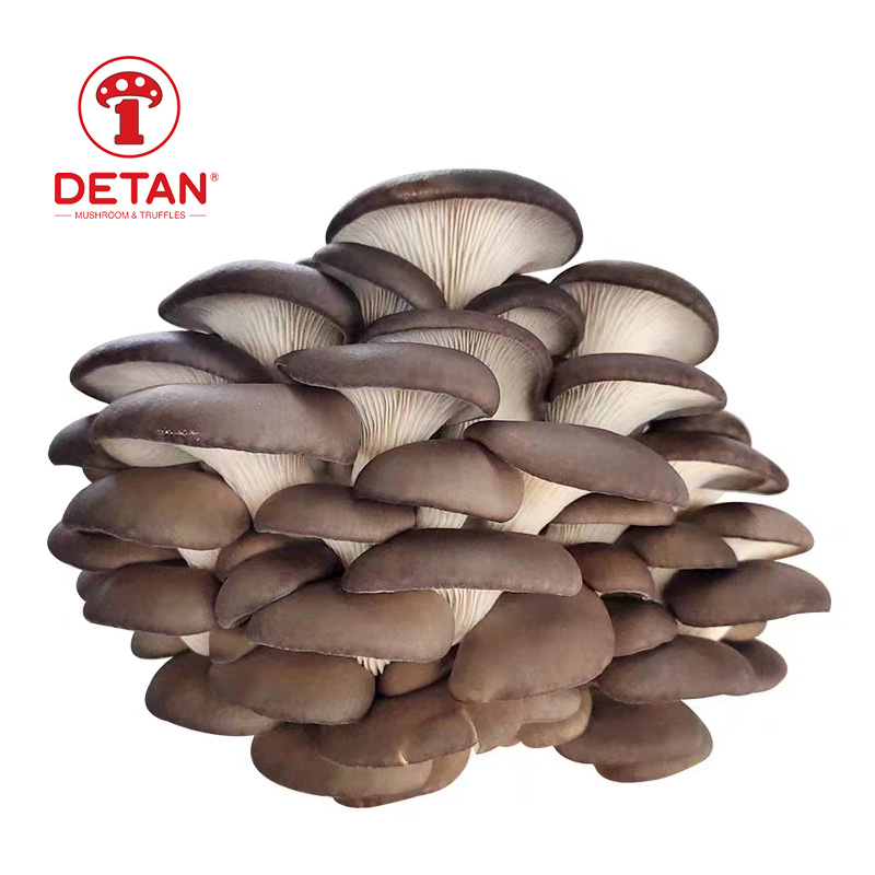 china export high quality original fresh oyster mushroom