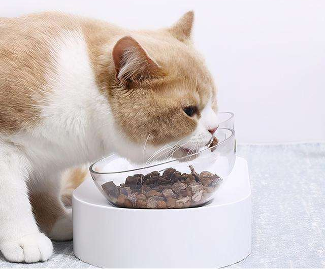 Control da inxestión de alimentos para gatos