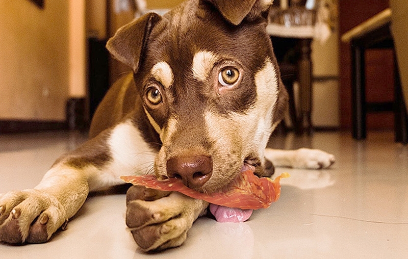 China Dog Schneekereien - Wou Qualitéit Entsprécht Bezuelbarkeet am Hausdéier Snacking Bliss!