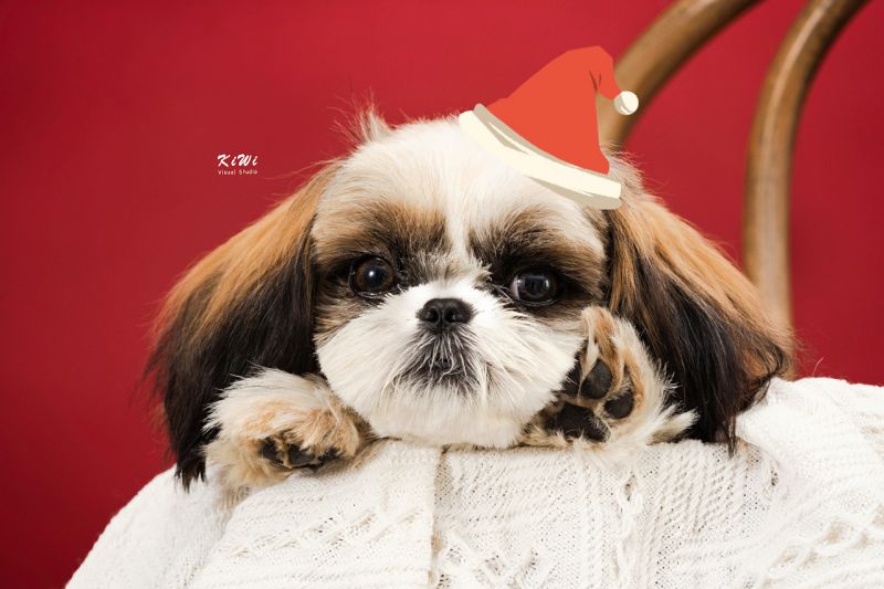 Professionaalne koera- ja kassimaiuste tarnija tutvustab põnevat valikut koerte jõulumaiuseid