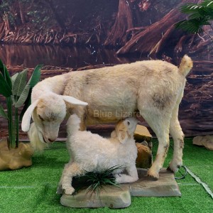 Модели на овци со реплика на коза со природна големина