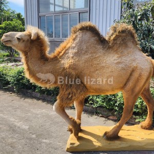 Symulowane repliki wielbłądów z imitacją futra na wystawę