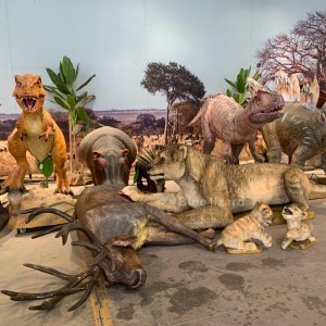 Модели пећинских лавова су направљени за музеје и галерије