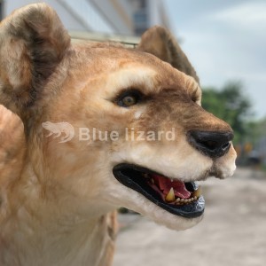 Model animatronik guwa hyena, spelaea crocuta sing paling nyata!