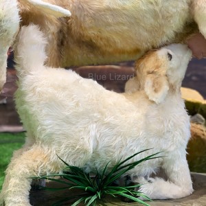 Life Size Animatronic Goat Replica lammasmallit