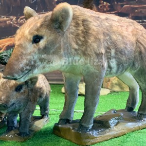 Peccary pig family Tayassuidae models for Exhibition