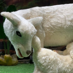 Gwosè lavi Animatronic kabrit replik modèl mouton