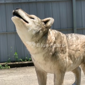 suplai Wolf Modél-Hiji canine punah dijieun pikeun paméran