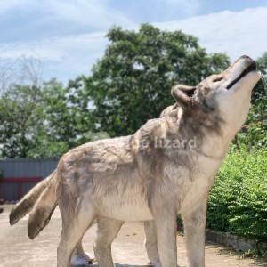 Wolf Model supply-Un cane estinto hè fattu per l'esposizione