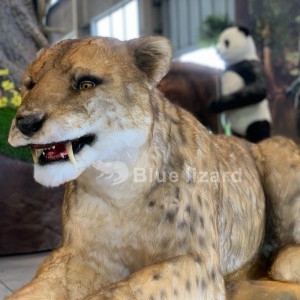 Smilodon animat, model simulat de gat amb dents de sabre per a museus i zoològics