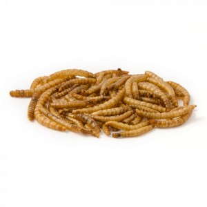 Dpat Poj huab tais Natural Dried Mealworms 283g