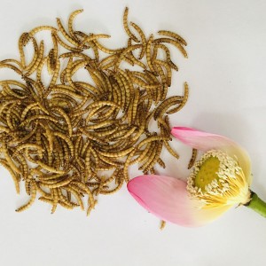 Compra a granel de gusanos amarillos secos económicamente eficientes y sostenibles