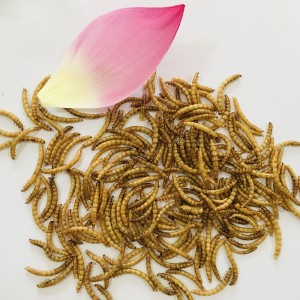 Изкупуване на едро на икономически ефективни и устойчиви сушени жълти червеи