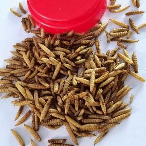 Dpat Dried Dub Tub Rog Fly Larvae
