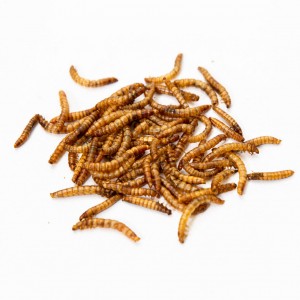 Výživný a pohodlný hmyzí protein pro suché žluté moučné červy