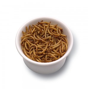 Larvas de farinha amarelas secas são um lanche rico em proteínas, benéfico para a saúde e felicidade dos animais de estimação