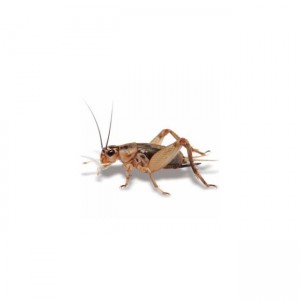 Žāvēti crickets nodrošina gardu un barojošu barību jūsu mājdzīvniekam
