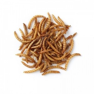 Dpat Queen Natural Dried Mealworms 850 ក្រាម។
