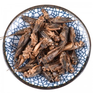 Dried crickets provide delicious and nutritious food for your pet