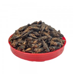 Dried Crickets——Eco-Friendly Protein Source