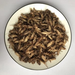 الصراصير المجففة —— مصدر بروتين صديق للبيئة