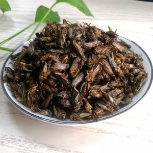 Crickets akpọnwụwo——Eco-Friendly Protein