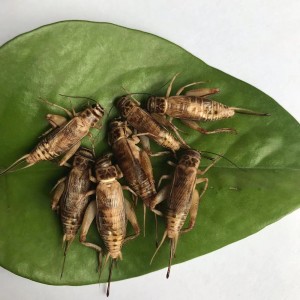 Crispy uye inovaka muviri yakaomeswa crickets
