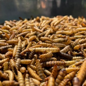 Калцијумови црви пружају вашем љубимцу хранљиве и одрживе опције исхране