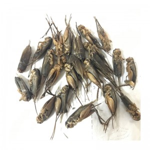 Hrskavi i hranjivi sušeni cvrčci