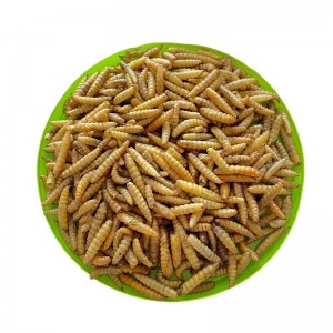 Umusirikare wumukara wumye Fly Larvae (BSFL)