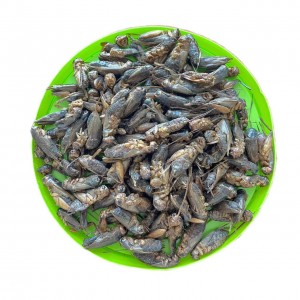 Ziva Mabhenefiti ehutano eCrunchy Dried Crickets