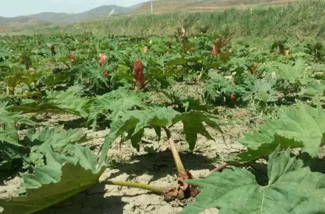 WesternFlag—The Example of Rhubarb Drying (Biomass Hot Air Oven Docking Drying Bed)
