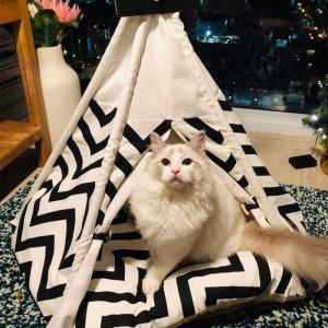 Arkmiido Pet Tent for Dogs Puppy Cat Bed White Canvas Dog Cute House Pet Teepee with Cushion 24inch Indoor Outdoor